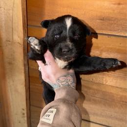 Boy 1 - Black and white male Siberian Husky puppy in Iron River, Wisconsin from Wiemeri Siberians