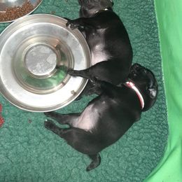 Pug Puppies from Pugs and Kisses from Kansas