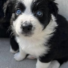 Miniature Australian Shepherds from Appalachian Aussies