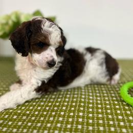 Maple - Parti female Poodle puppy in Nixa, Missouri from Foxtrot Farm Poodles