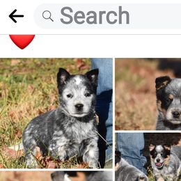 Australian Cattle Dog puppies from Buffalo Valley AKC Australian Cattle Dogs