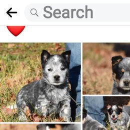Australian Cattle Dog puppies from Buffalo Valley AKC Australian Cattle Dogs