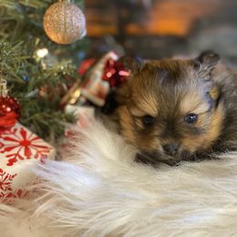 Girl 1 - Orange sable Pomeranian puppy in Tulsa County, Oklahoma from CP Kennels