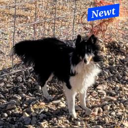 Newt - Shetland Sheepdog