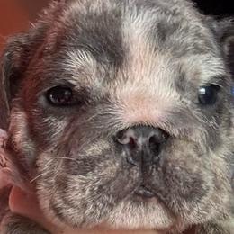 Rambler - Blue tri-color male Bulldog puppy in Fort Oglethorpe, Georgia from Jhuntfrenchies