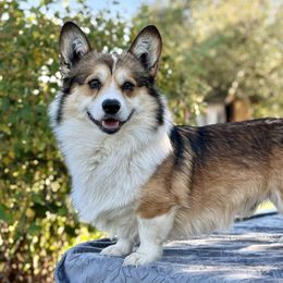 Cody - Pembroke Welsh Corgi