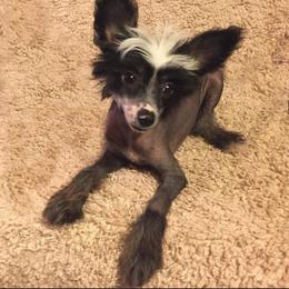 Chihuahua and Chinese Crested Puppies from Western Kentucky Chihuhua and Chinese Crested