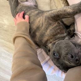 Boy 5 - Gray brindle male Cane Corso puppy in Tremonton, Utah from Westland Kennels
