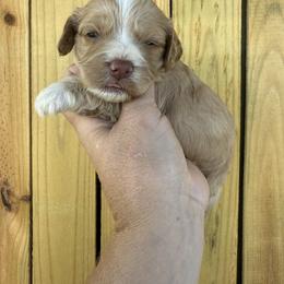 Buzz - Buff and white male Cockapoo puppy in Connersville, Indiana from MoonShine Babies