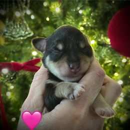 Pinky - Liver female Miniature Schnauzer puppy in White Plains, Kentucky from Devon Dunlap