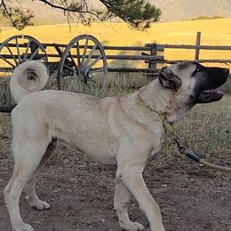 Turkish Boz Shepherd puppies from Emerald Mtn Ranch LLC