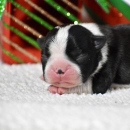 Faith - Black and white female Boston Terrier puppy in Gober, Texas from Trigger Time Kennels