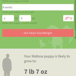 Kelly - White female Maltese puppy in North Myrtle Beach, South Carolina from Perfect Puppies