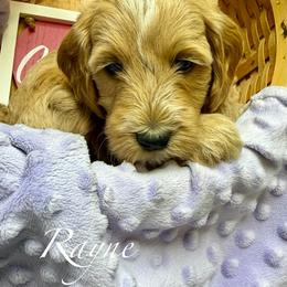 Rayne - Red  female Goldendoodle puppy in Boise, Idaho from Goldendoodle Baby