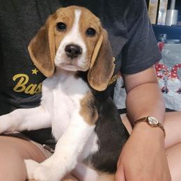 Rosie - Black white and tan female Beagle puppy in Greenwood, Missouri from Nukee's Beagles dachshunds Corgis