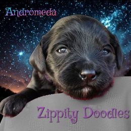 Girl 2 - female Goldendoodle puppy in Golden, Colorado from Zippity Doodles