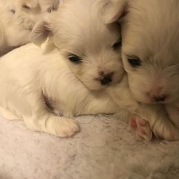 "4 weeks old. The fluff comes as they grow" Maltese and Shih Tzu Puppies from Pamspups