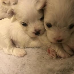 "4 weeks old. The fluff comes as they grow" Maltese and Shih Tzu Puppies from Pamspups