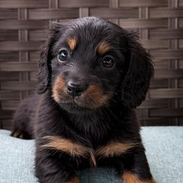 Moss - Black and tan male Dachshund puppy in Salem, Oregon from Longdox Mini Dachshunds