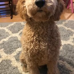 Goldendoodles and Poodles from Fancy Farm Doodles & Poodles