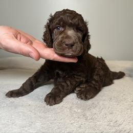 Bud (Orange Collar) - Brown male Poodle puppy in Monroeville, Pennsylvania from K & A Standard Poodles