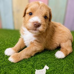 Merlot - Wheaten female Miniature Schnauzer puppy in Lufkin, Texas from C&K’s Schnauzer House