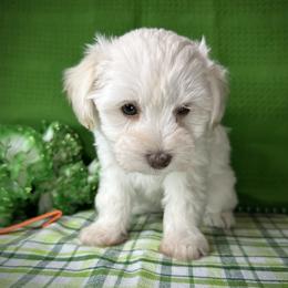 White - White female Miniature Schnauzer puppy in Placerville, California from Rpuppies