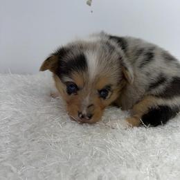 Izzy - Blue female Pembroke Welsh Corgi puppy in Hillsville, Virginia from Bonderosa Kennels
