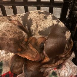 Neagan - Dapple male Dachshund puppy in Converse, Texas from JP's South Texas Dachshunds