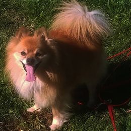 Willy - Pomeranian