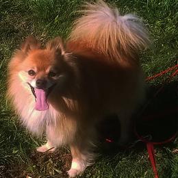 Willy - Pomeranian