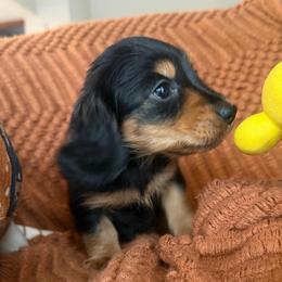 Bear - Black and tan male Dachshund puppy in Clewiston, Florida from Redlands Farm