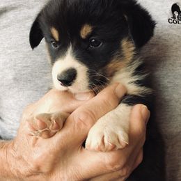 Pembroke Welsh Corgi Puppies from Flyin H Corgi’s