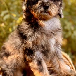 Annie - Blue merle female Bernedoodle puppy in Vacaville, California from Starlight Goldendoodles