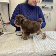Lowchen puppies from Ashford Kennel