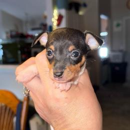 Riley Pup 2 - White black and tan male Toy Fox Terrier puppy in Clermont, Florida from Debbie Hiles's Toy Fox Terriers