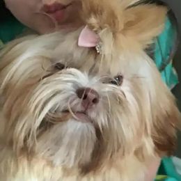 Shih Tzu Puppies from N.F.S.T Imperial ShihTzu Puppies.