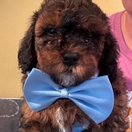 Cedar (Pink collar boy) - Chocolate male Cavapoo puppy in Eagle Mountain, Utah from Liberty Farms Puppies