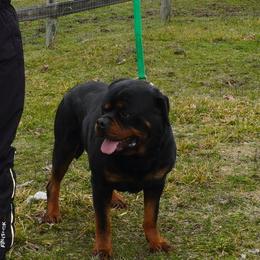 Rottweilers from Grandview Rottweilers