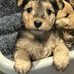 Lakeland Terrier Puppies from Paisley Lakelands