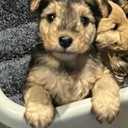 Lakeland Terrier Puppies from Paisley Lakelands