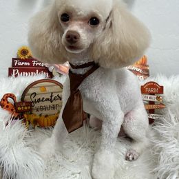 bone - Poodle