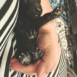 Chow Chow and Poodle Puppies from Pandora