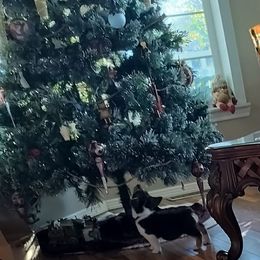 Camry - Black and tan female Pembroke Welsh Corgi puppy in Red Bluff, California from Ruby's Corgi's