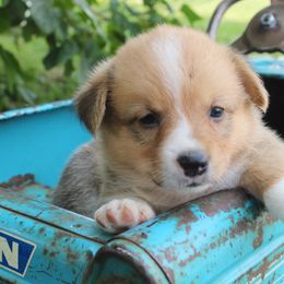 Tulip - Pembroke Welsh Corgi puppy from Covered Bridge Corgis