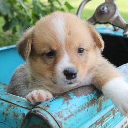 Tulip - Pembroke Welsh Corgi puppy from Covered Bridge Corgis