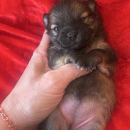 Girl2 - Chocolate merle female Pomeranian puppy in Somerset, Kentucky from Perez Pomeranians