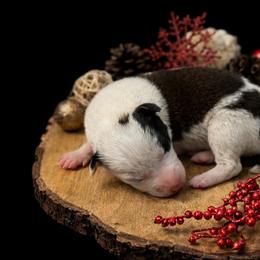 Male 4 - Saddleback sable male Border Collie puppy in Oxford, Florida from RSR Border Collies