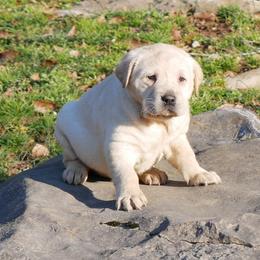 Snow - Yellow female Labrador Retriever puppy in Buffalo Valley, Tennessee from Buffalo Valley Breeders