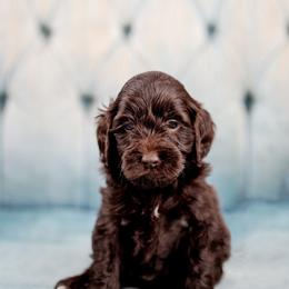Gunner - Chocolate male Goldendoodle puppy in Athens, Alabama from Brewing Doodles